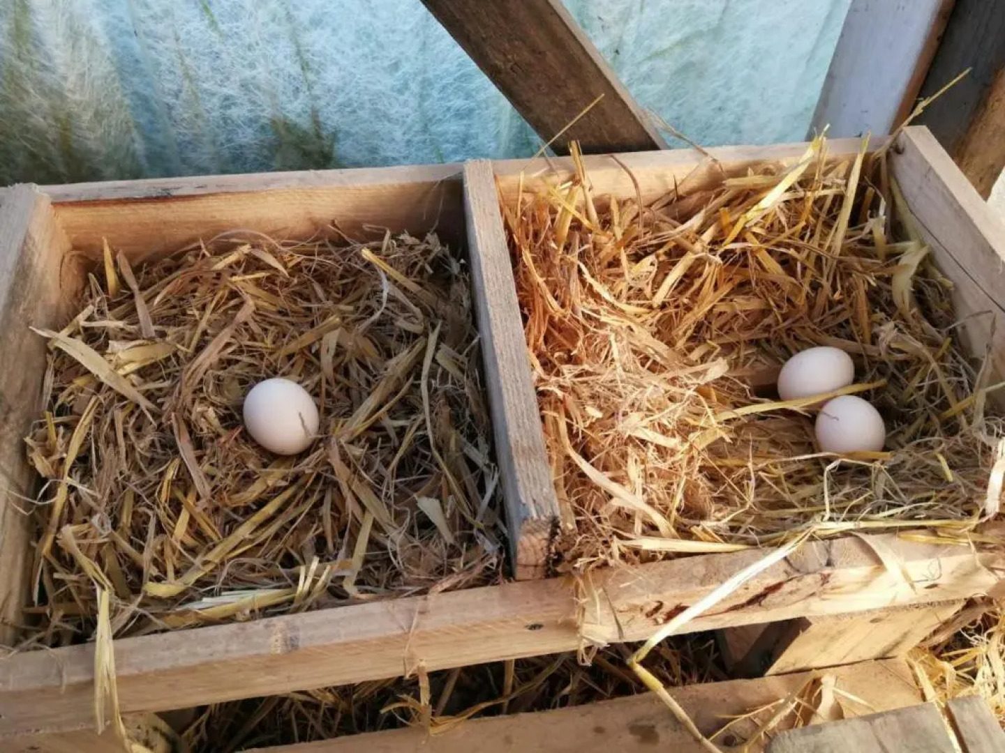 Gîte Danzé, 3 pièces, 6 personnes - FR-1-491-278