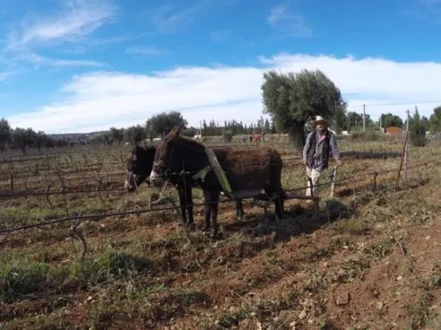 Ryad de Vignes " Le Val d'Argan "