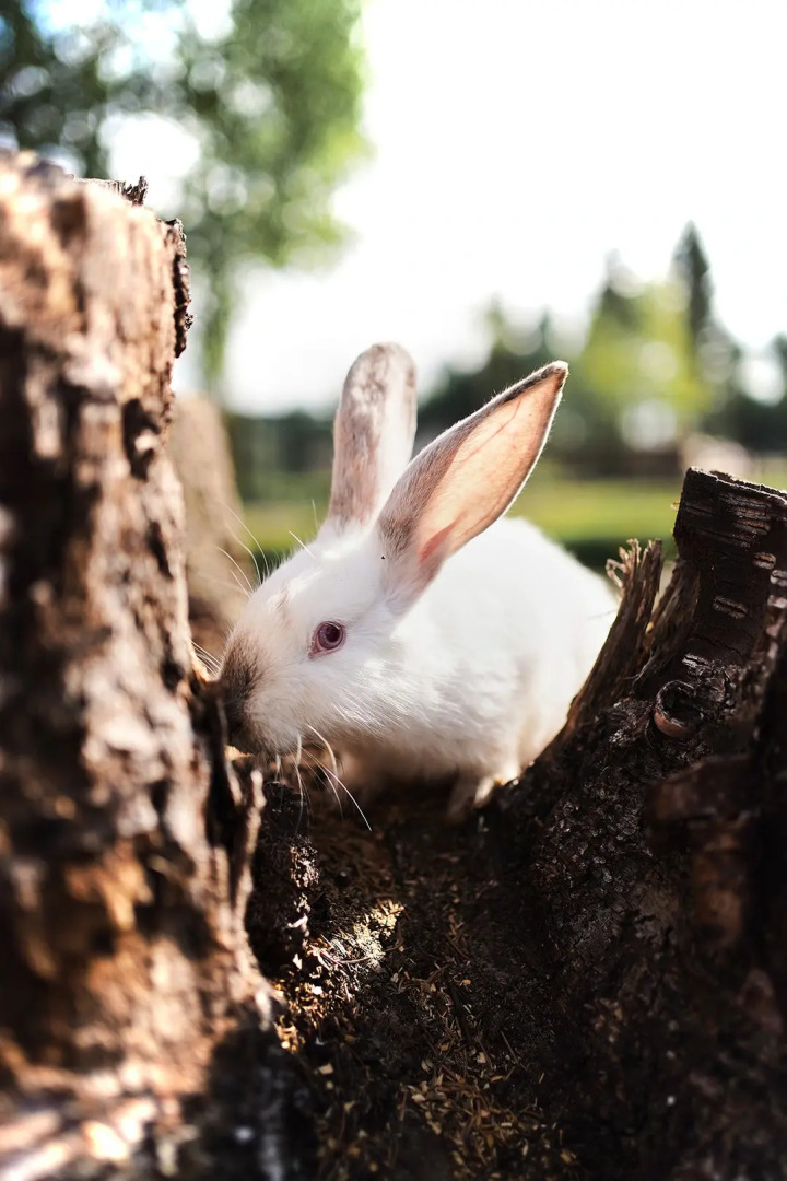 Ёлки(Архангельская)