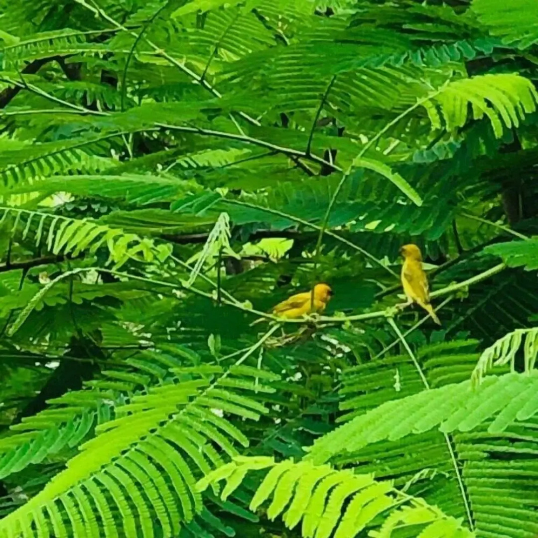 The Dream Garden Bungalow