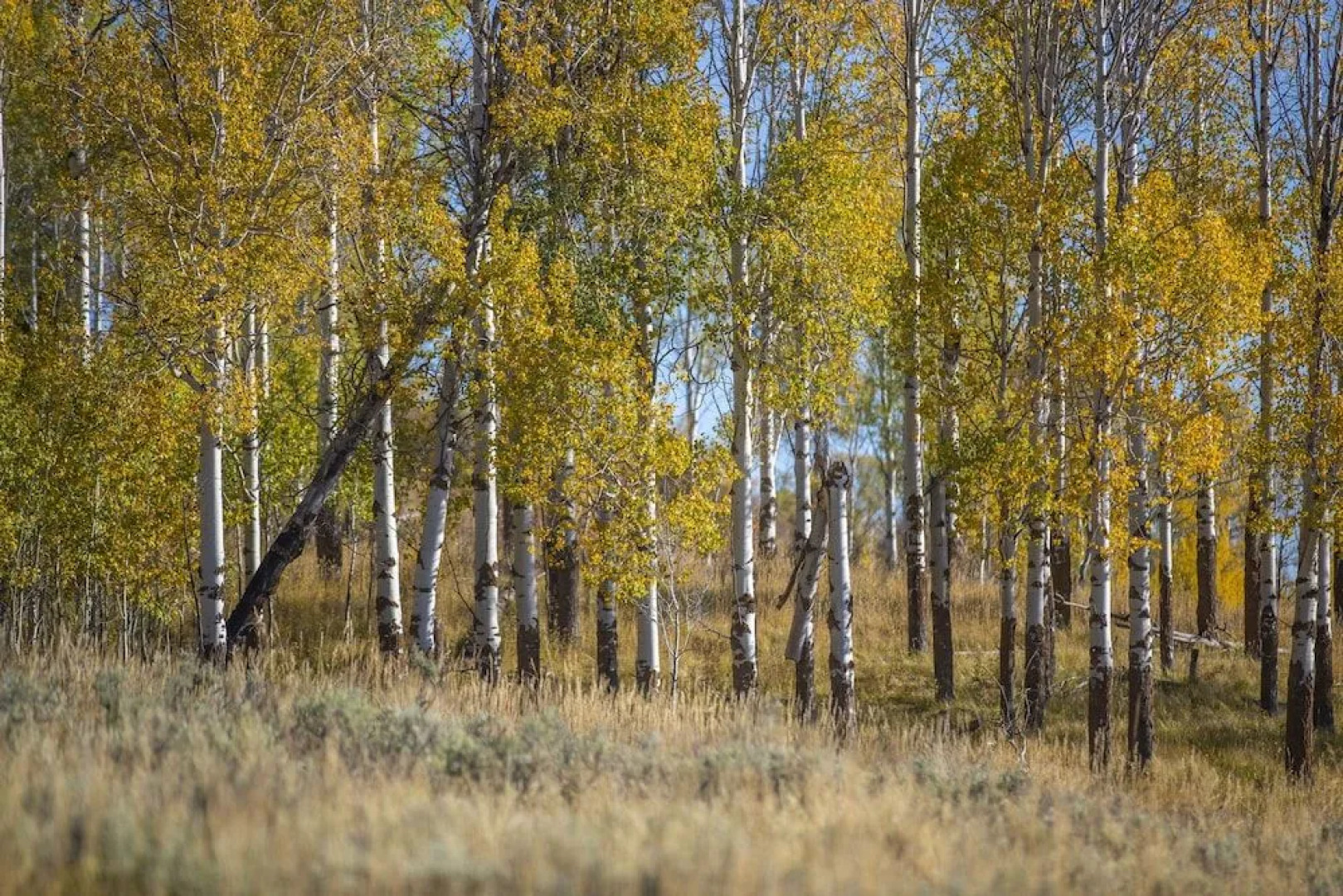 The Fossil Butte Motel