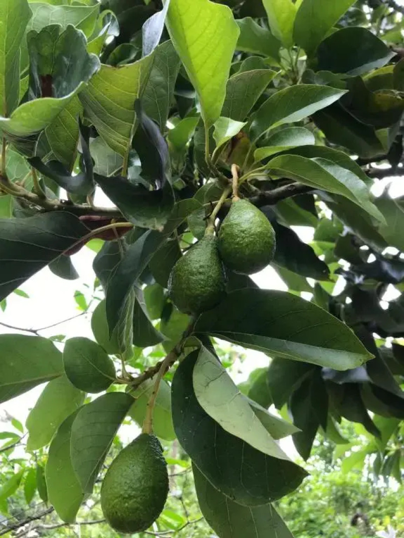 Green Edge Residences