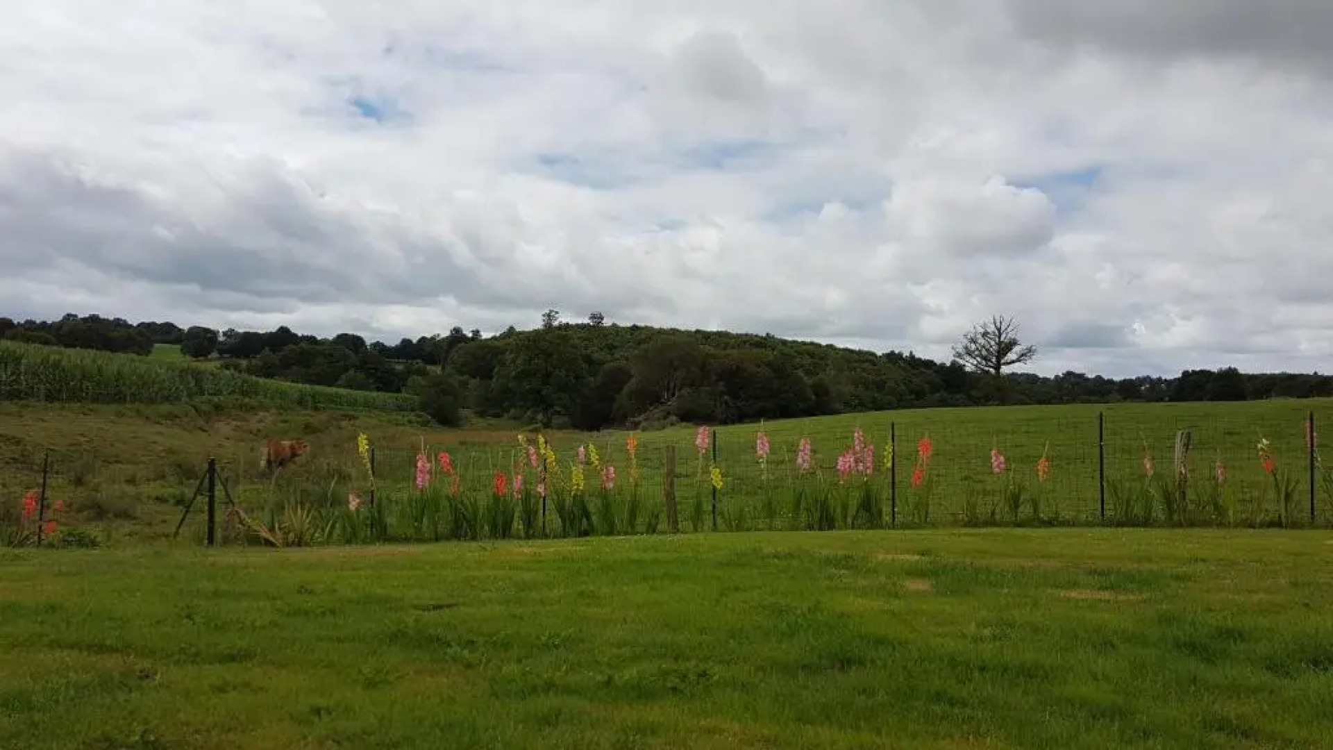 La Thibaudiere Tilleul