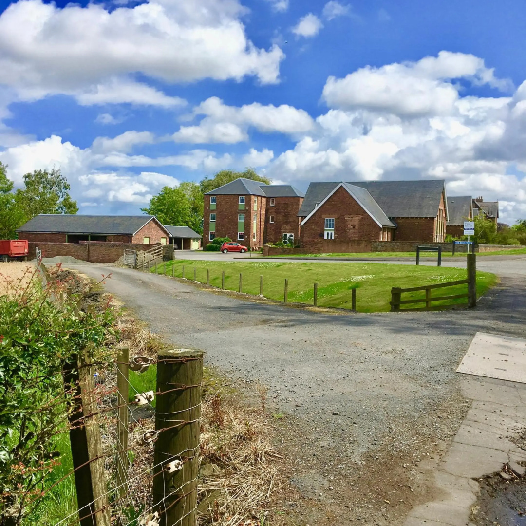 The Little Beech Tree
