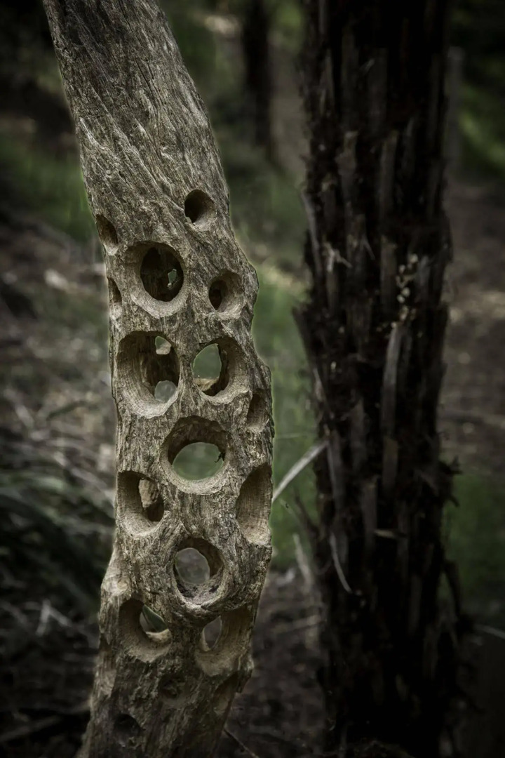 Wharepuke Subtropical Accommodation