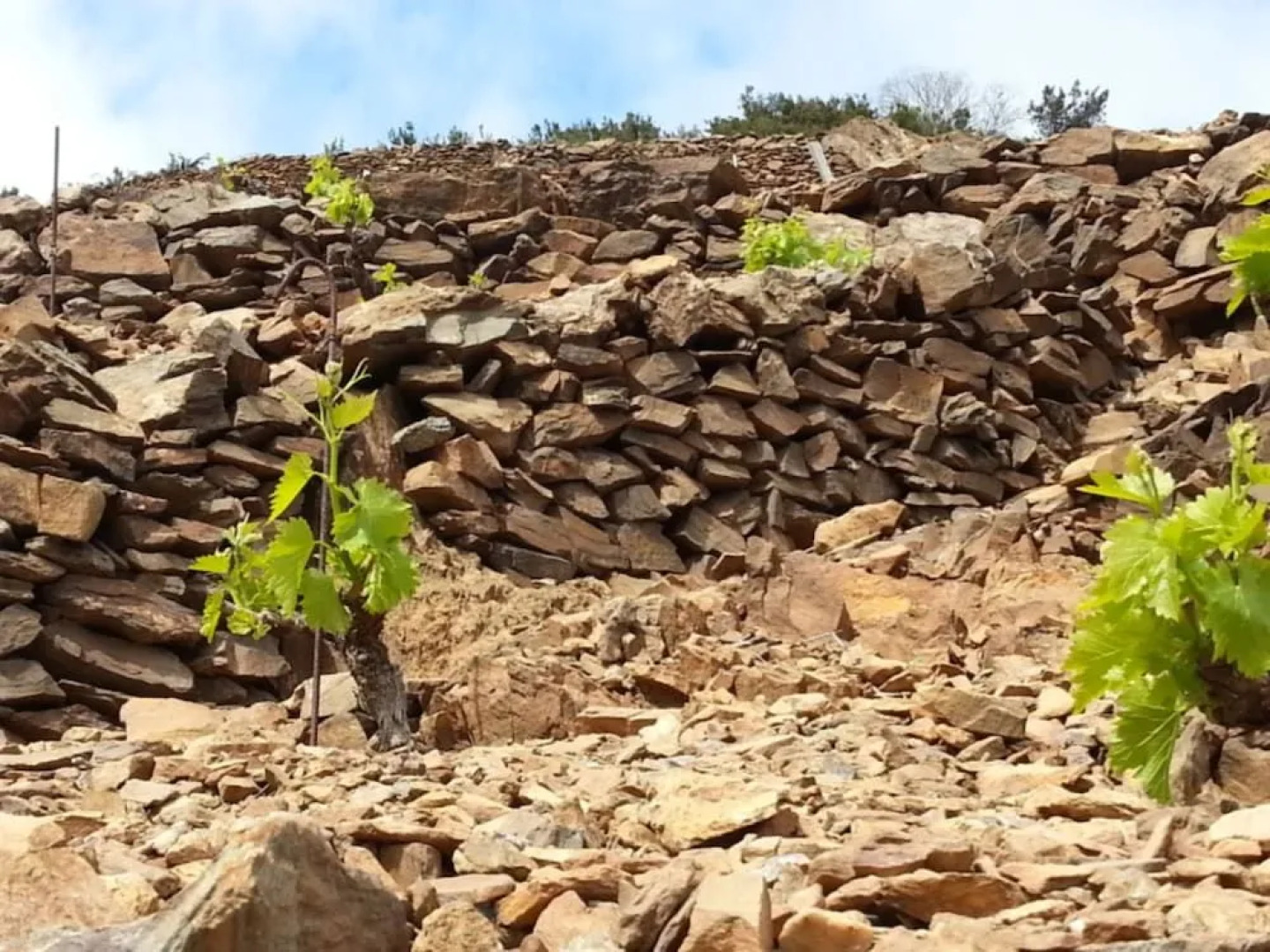 Le Clos Saint André