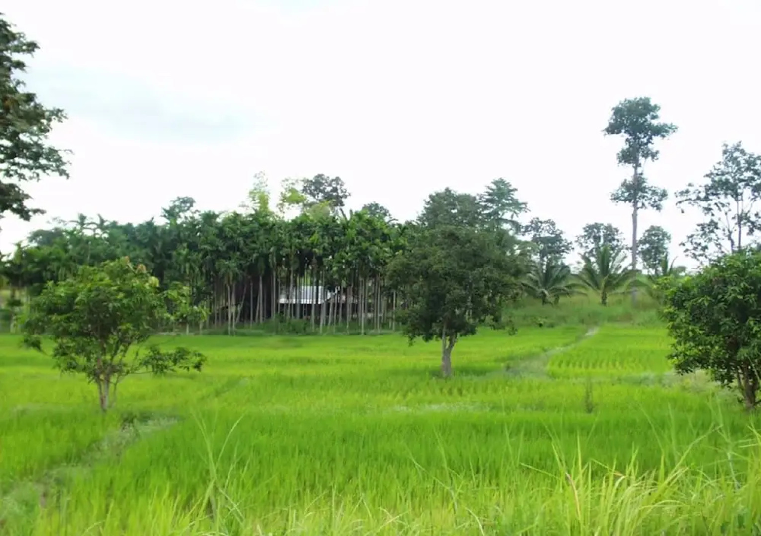 The White Elephant House