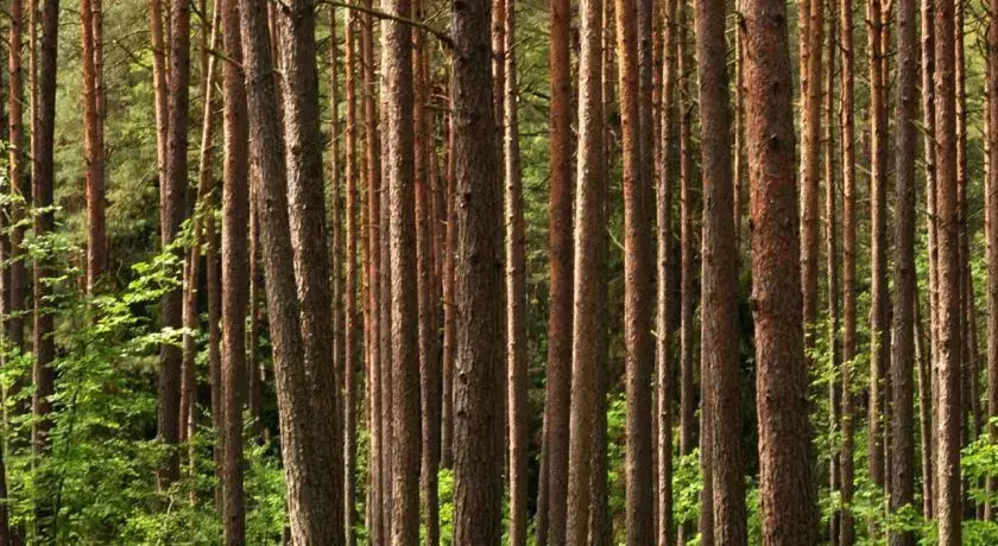 Bursztynowy Zakątek