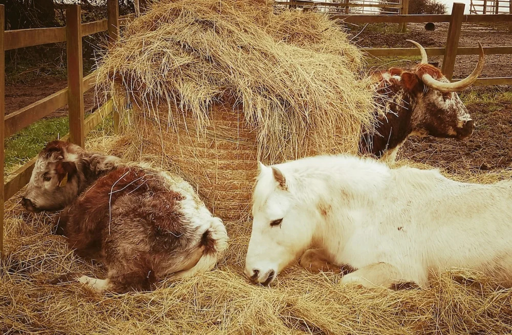 Brampton Dales Farm B&B