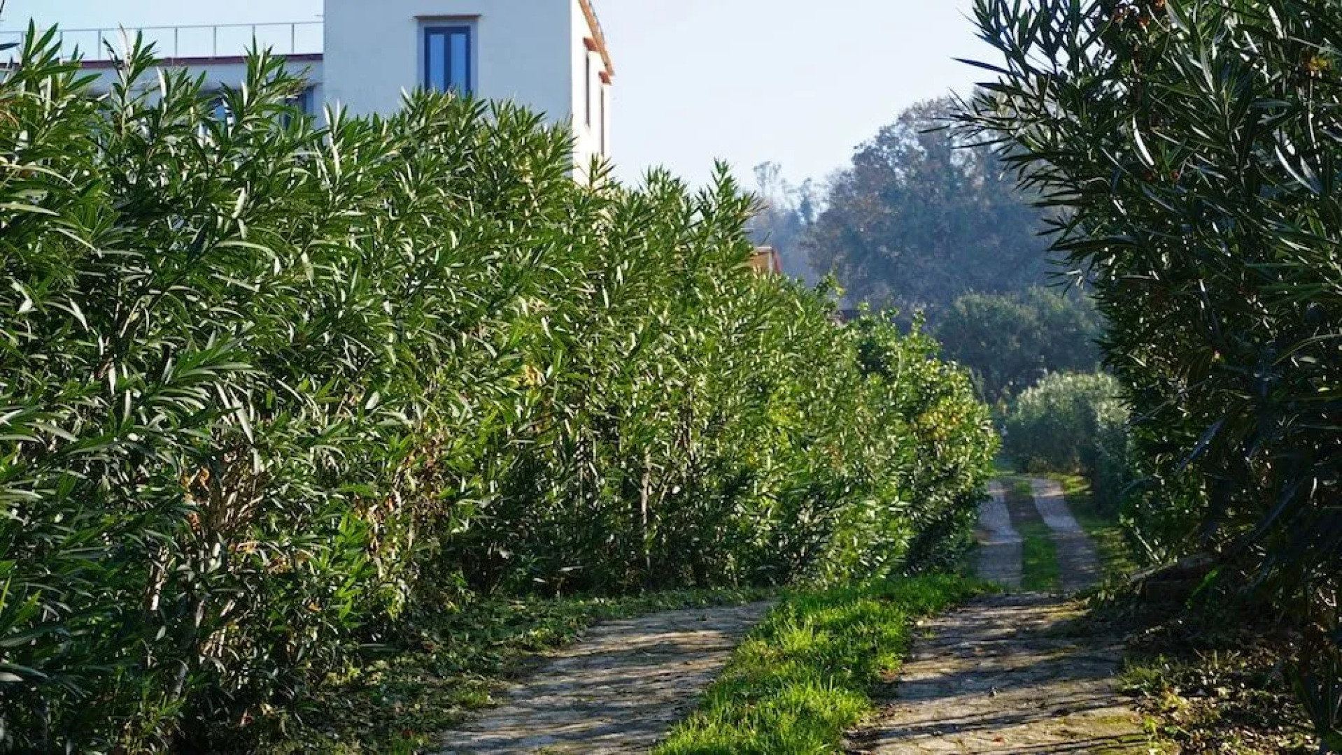 Tenuta Convivium Cuma