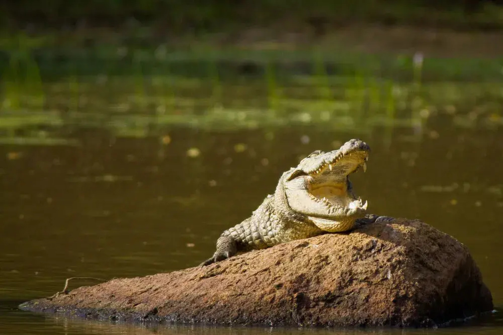 Mahoora Tented Safari Camp Udawalawe