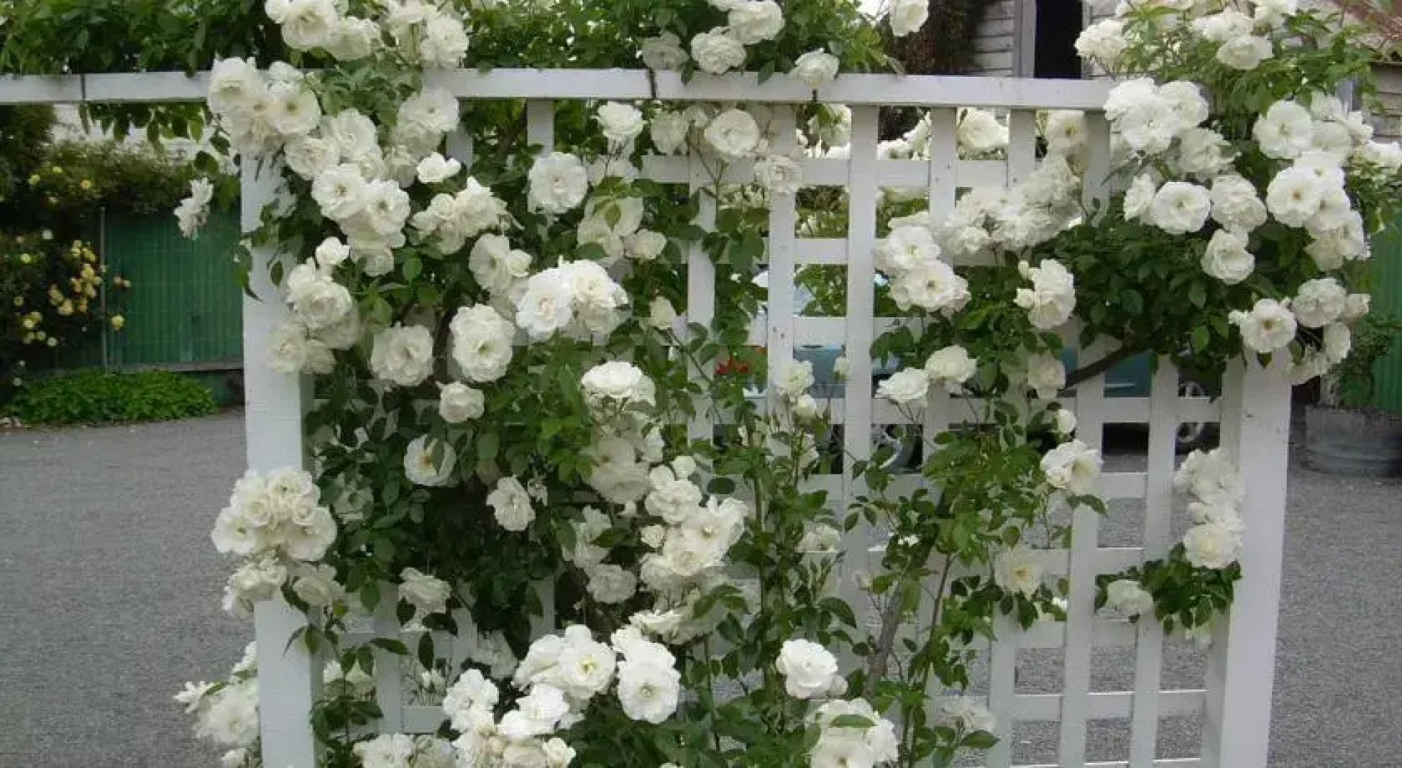 The Martinborough Connection