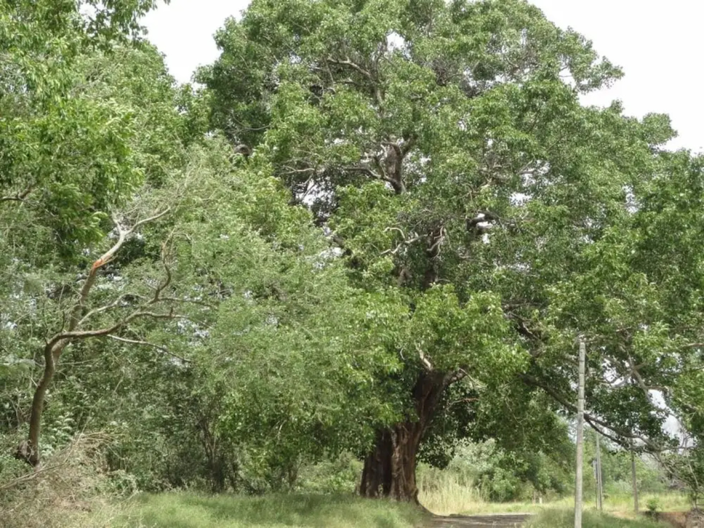 Tikiri Villa Eco Resort