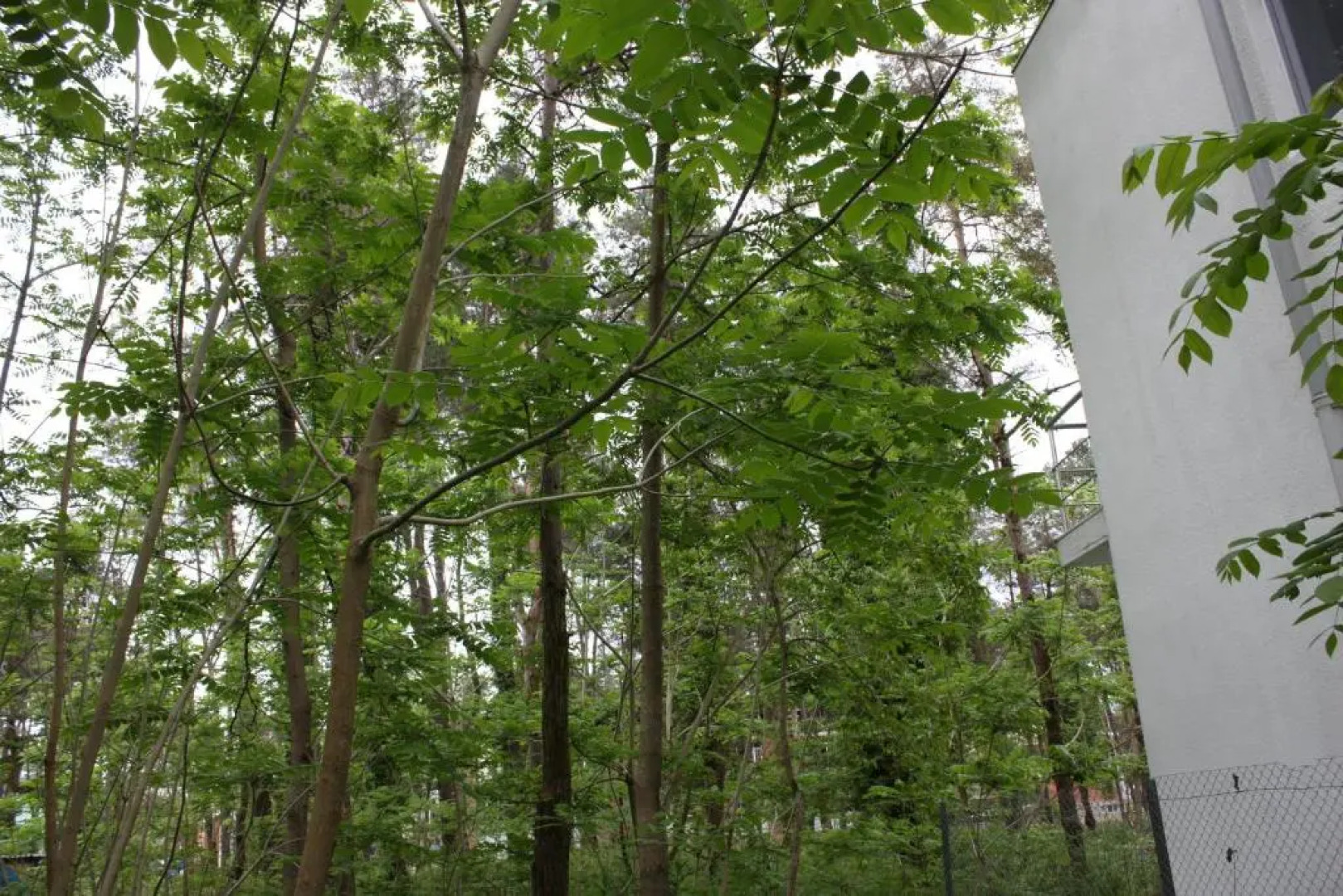 House for rent in Shekvetili