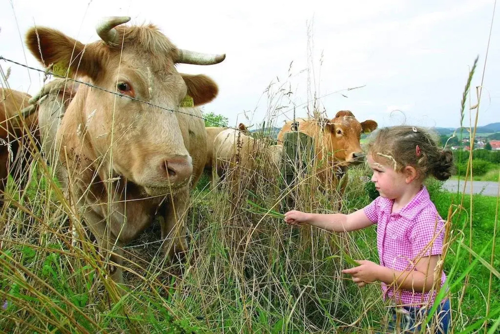 Don Camillo & Peppones Tenne