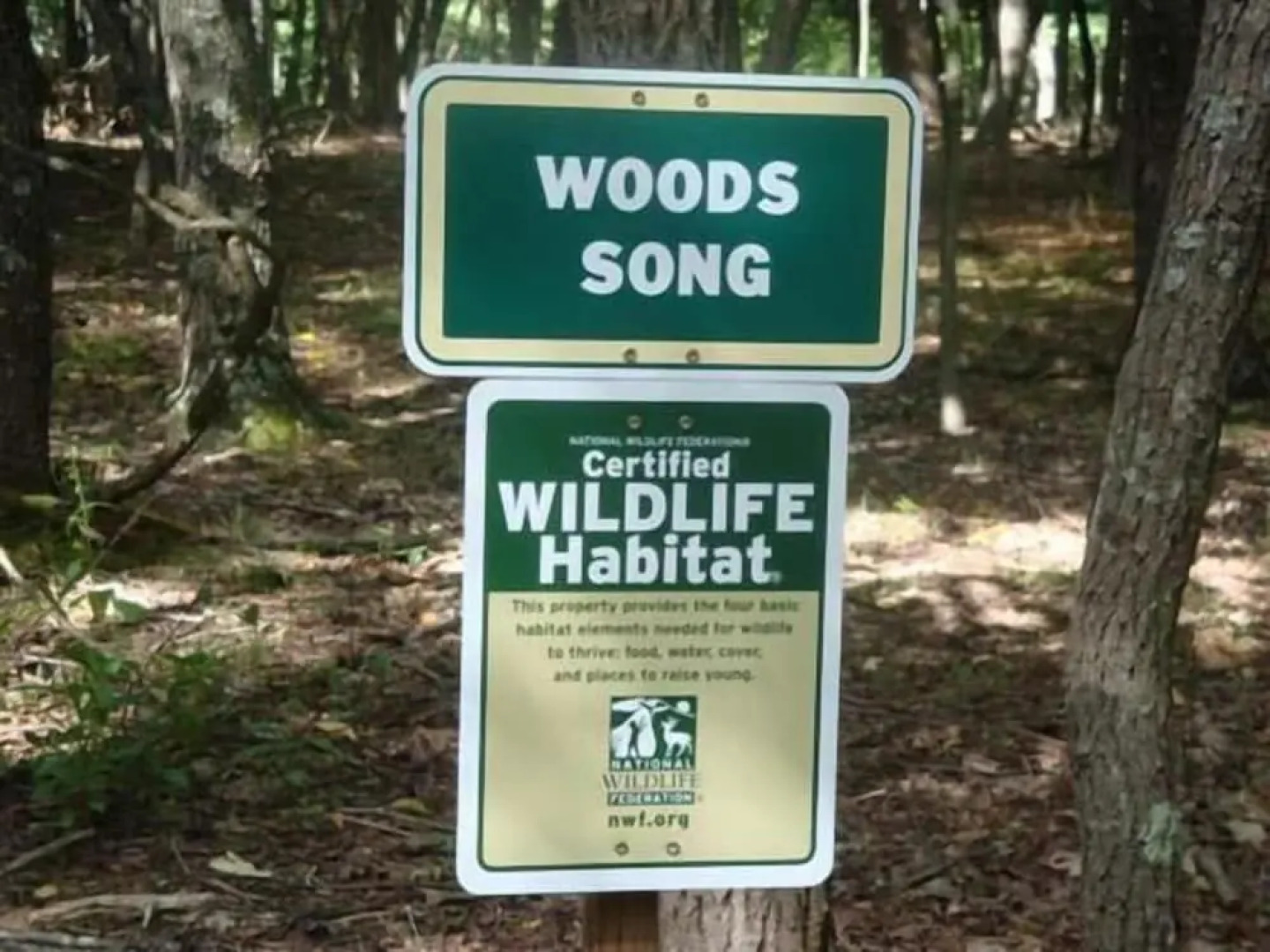 Woods Song - Natures Promise