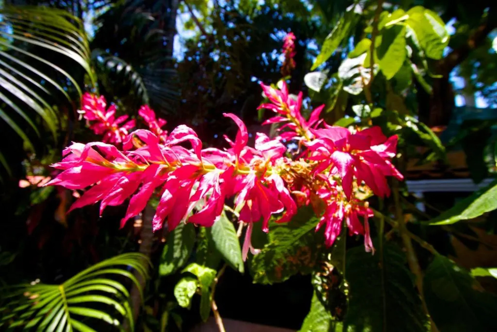 Tico Adventure Lodge