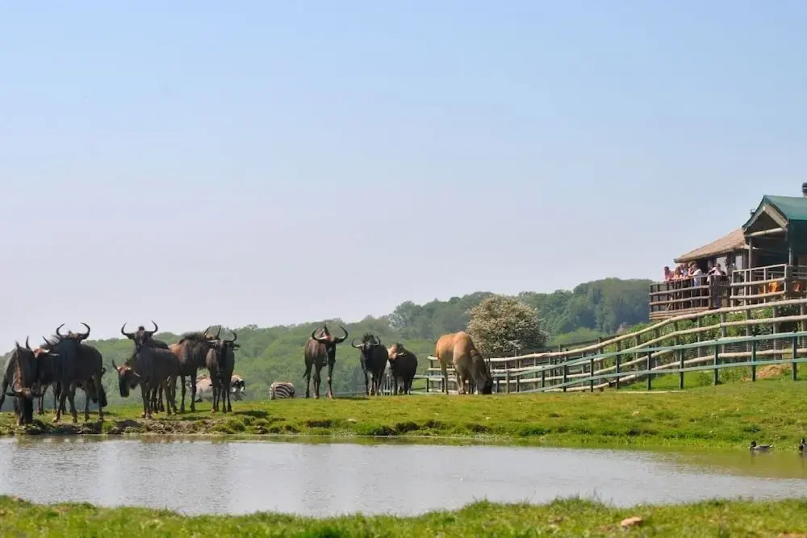 Port Lympne Reserve - Livingstone Lodge