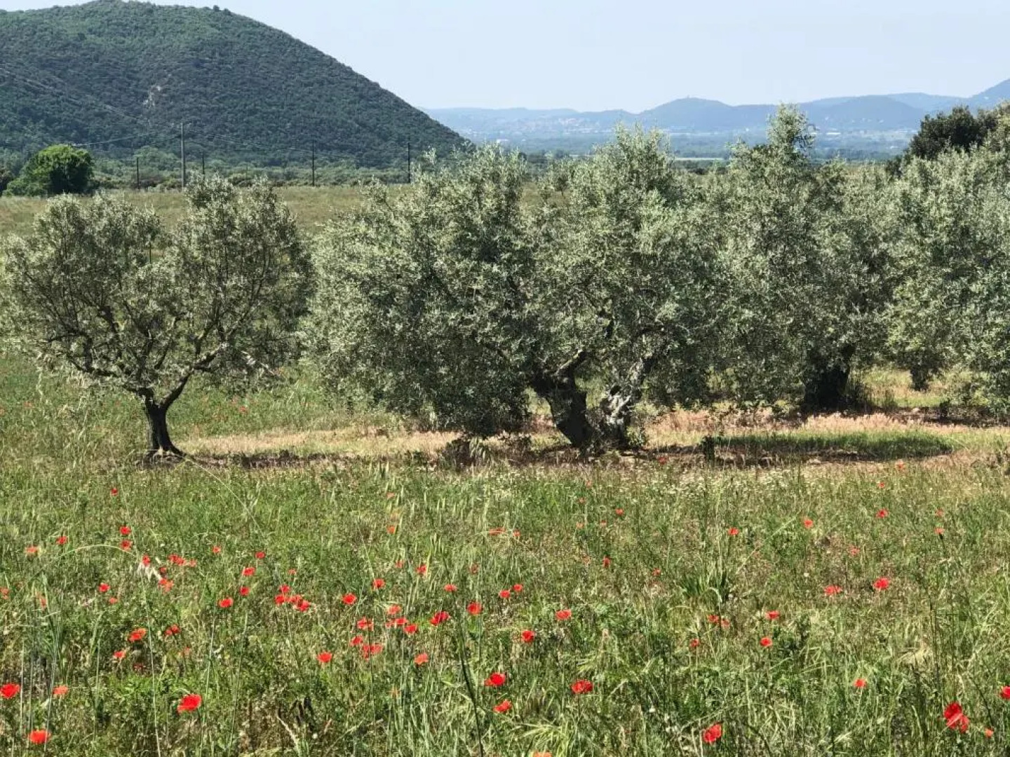 El Sitio de Francisco