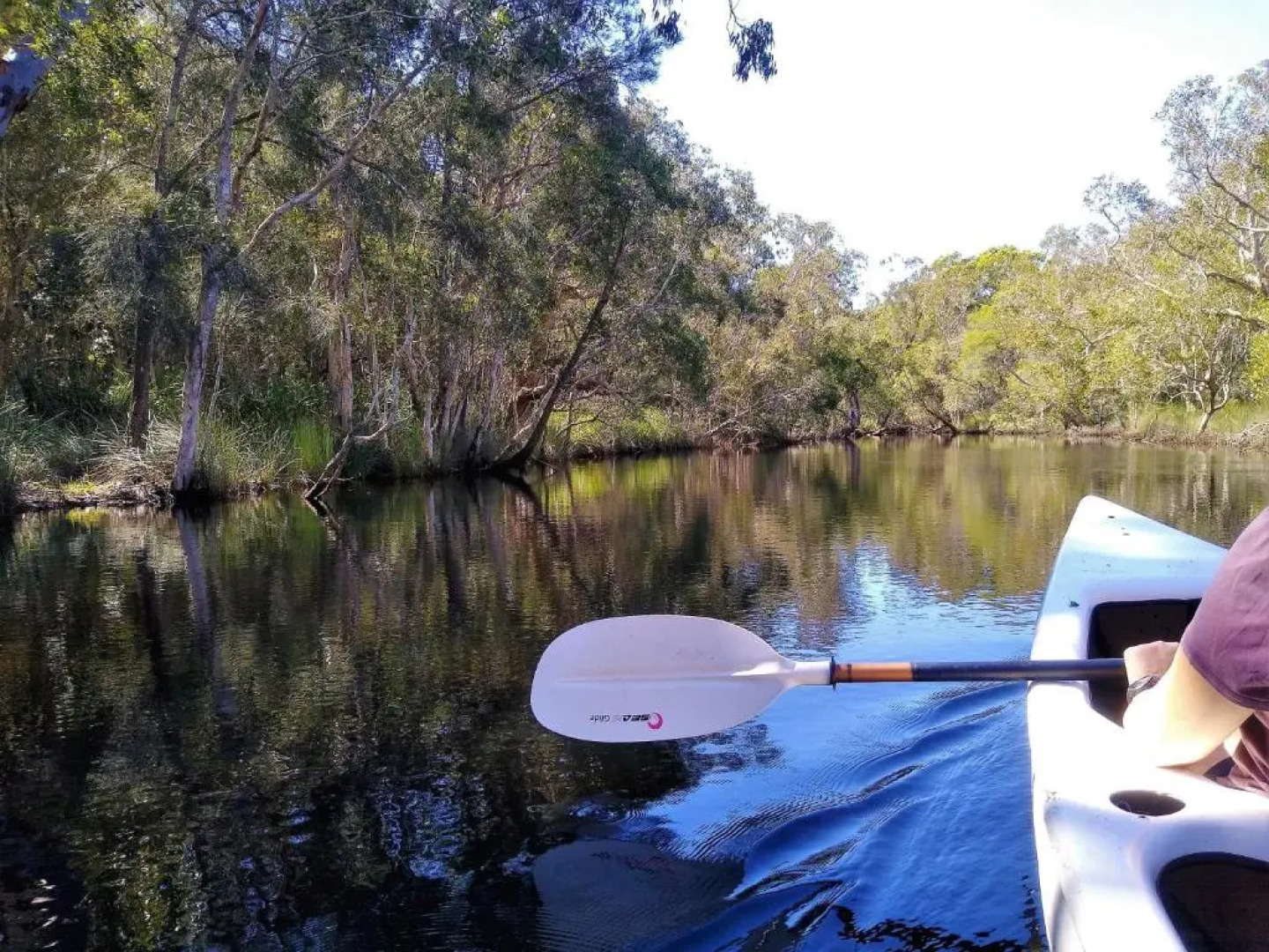Lake Weyba Noosa Lodge & Kangaroos