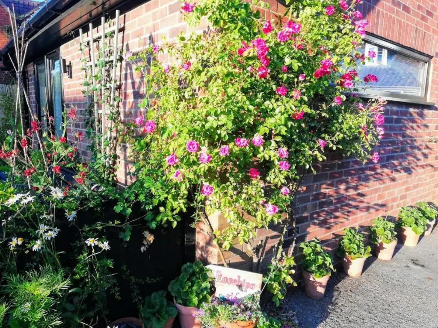 Rosehips at Kerensa, Naburn