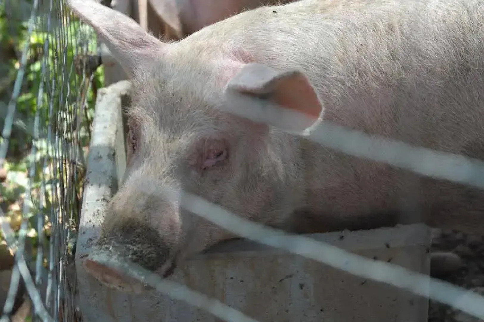 Agriturismo Sol De Montalto