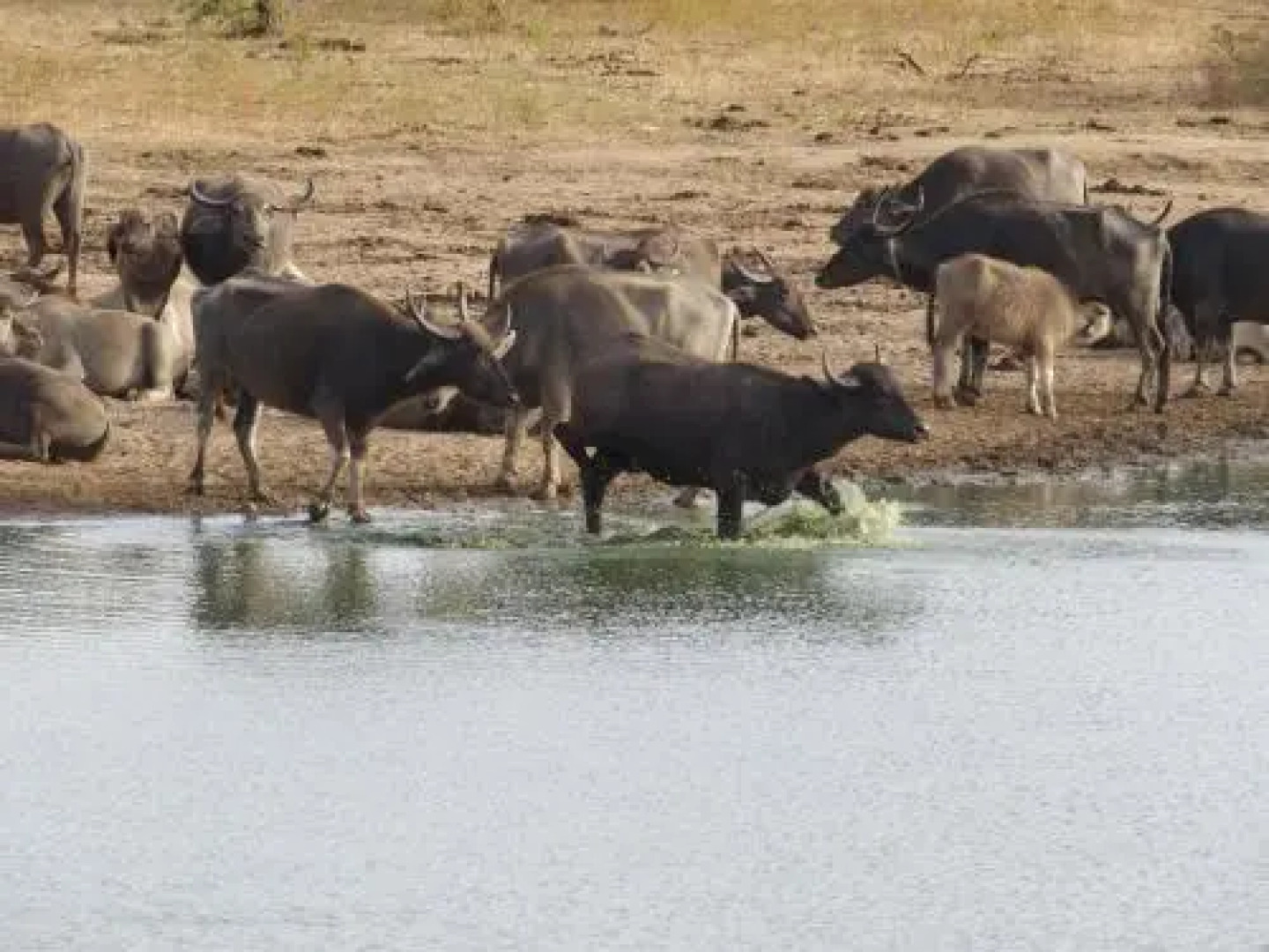 Elephant Reach Udawalawa