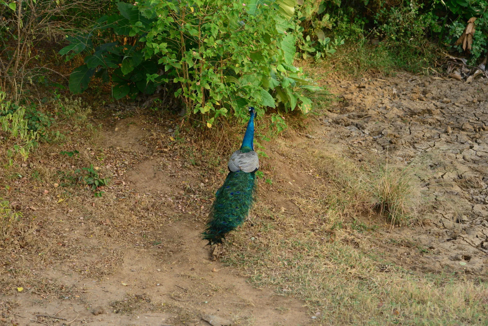 Nil Diya Mankada Safari Lodge