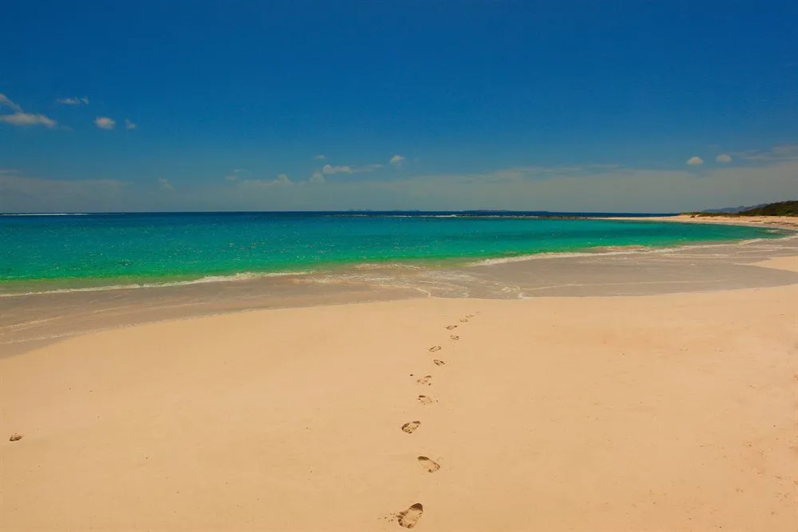 Anguilla's Bird of Paradise