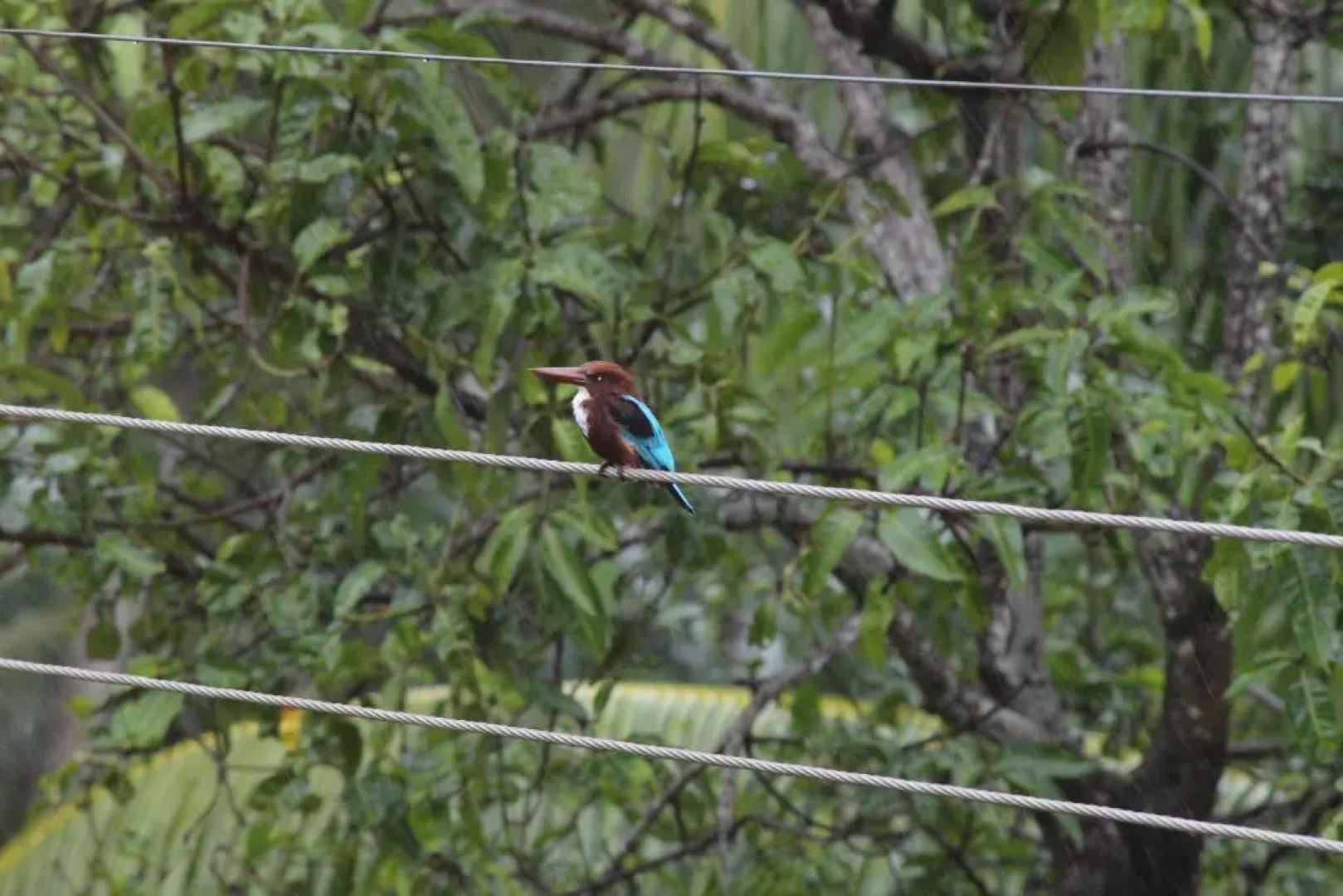 Natures Bliss Garden Stay