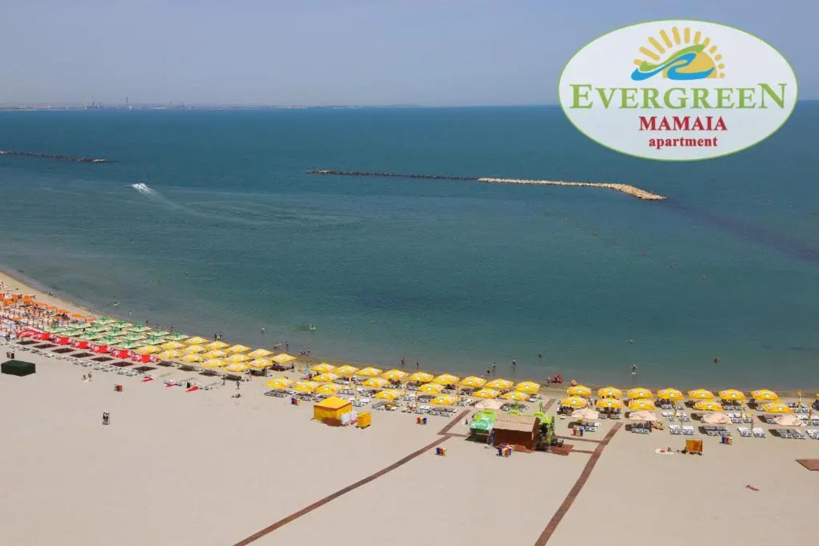 Evergreen Vlas Mamaia