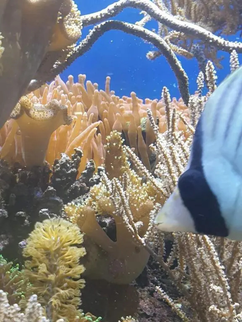 The Lighthouse Puerto Galera