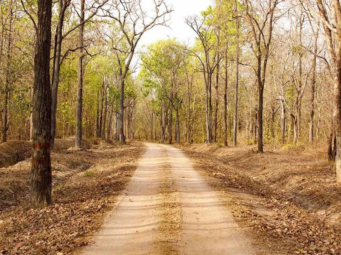 The Bagh - A Forest Retreat Kanha
