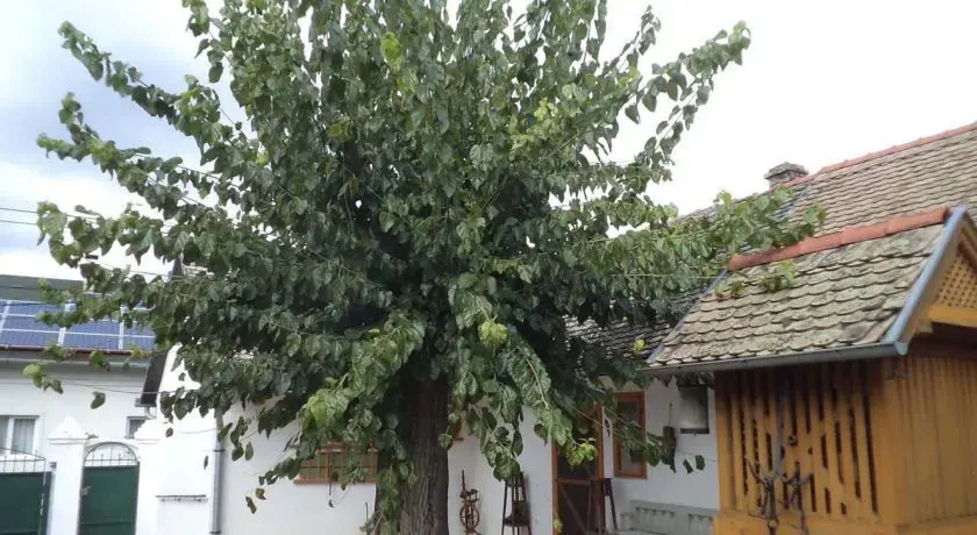 Country House Pod dudom Aljmaš