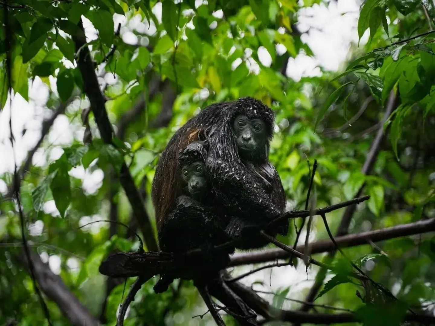 Luxury 3 bedroom condo with ocean view and private balcony