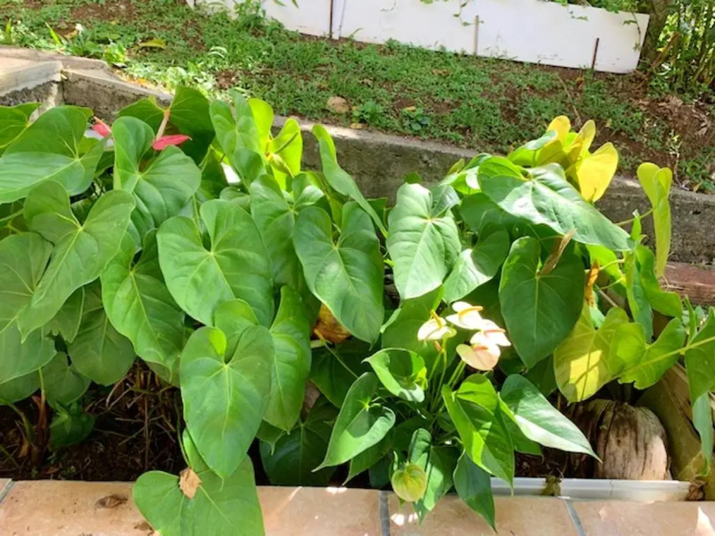Maison d'une chambre avec jardin clos et wifi a Riviere Salee a 6 km de la plage