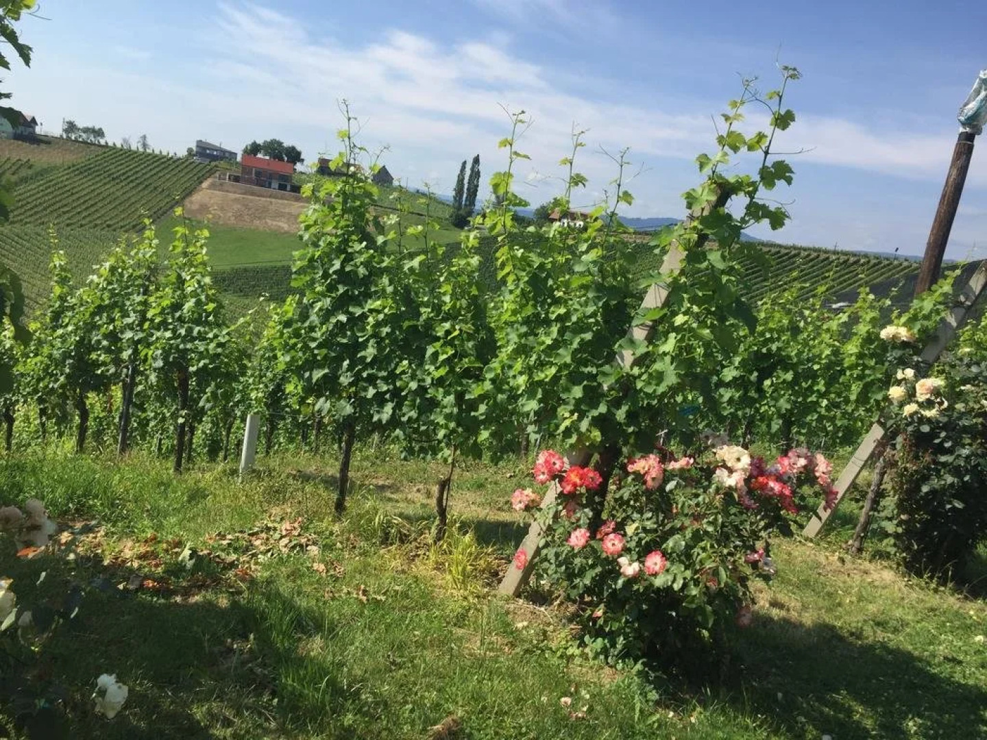 Weingut Gästezimmer Zweytick Robert