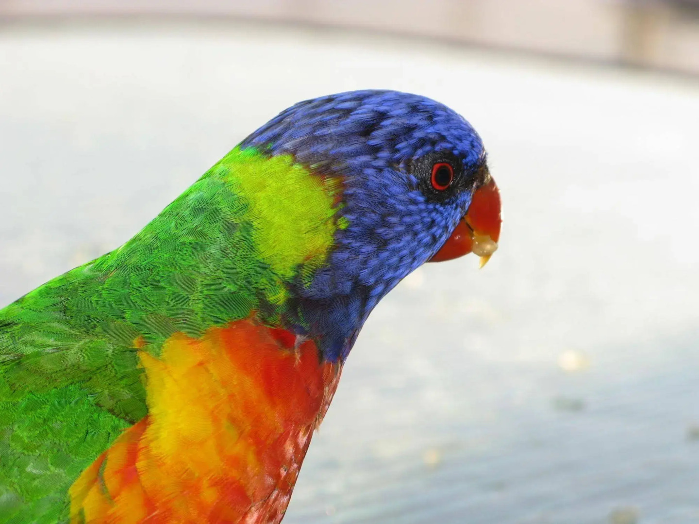 Baywatch Luxury Apartments