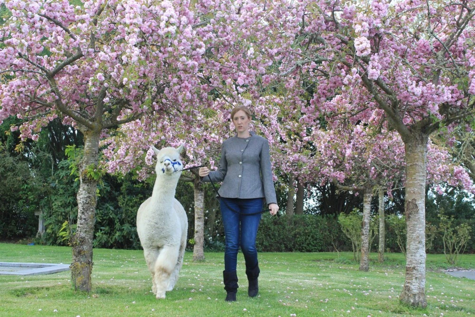 Silverstream Alpaca Farmstay and Tour