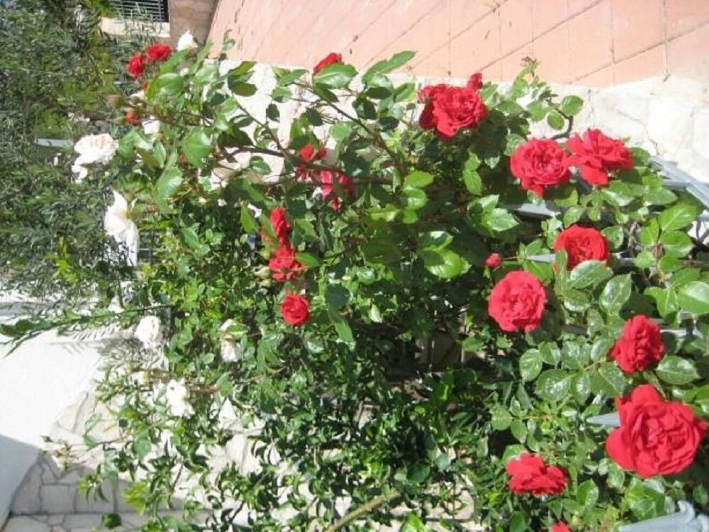 Vida With Garden - A3 - Maslina