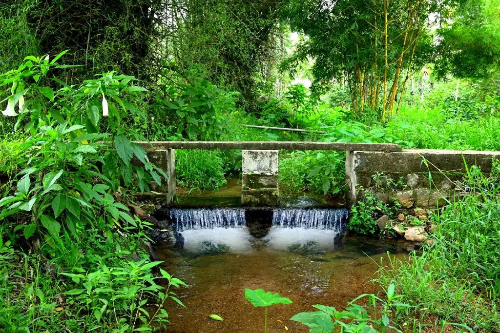 Giridarshini Homestay - Pool, Falls, Home Food & Estate