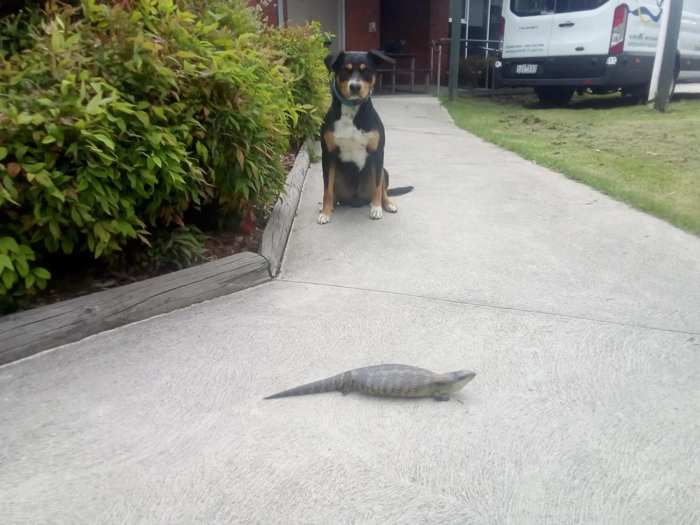 Sylvia Lodge A pet friendly Homestay for budget travellers