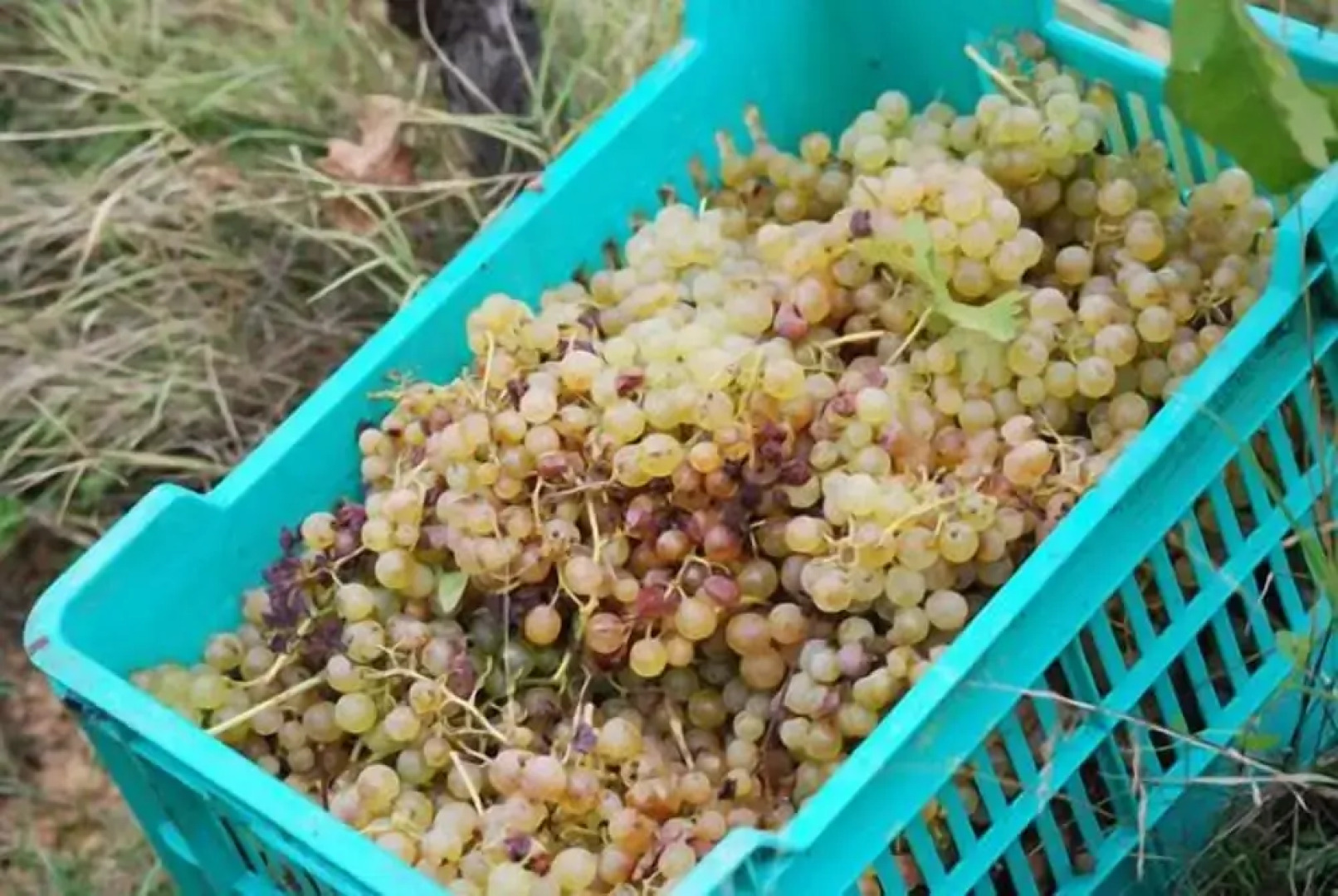 Agriturismo Cascina degli Ulivi