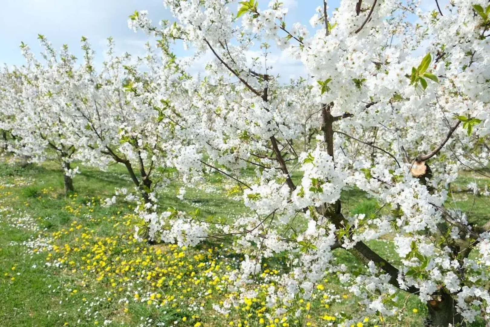 Villa Orchard Frankfurt