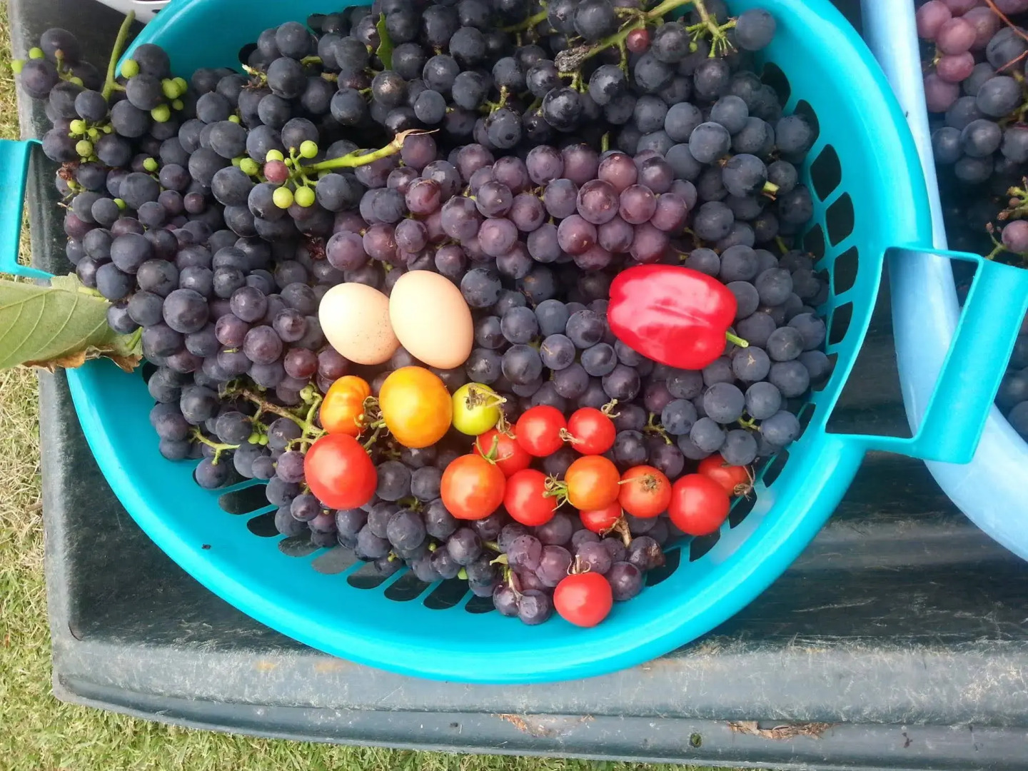 Morepork Riverside Lodge