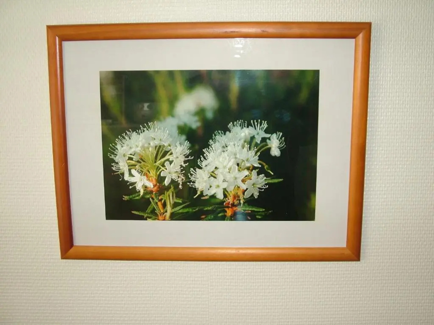 Yllästar 305 Apartment