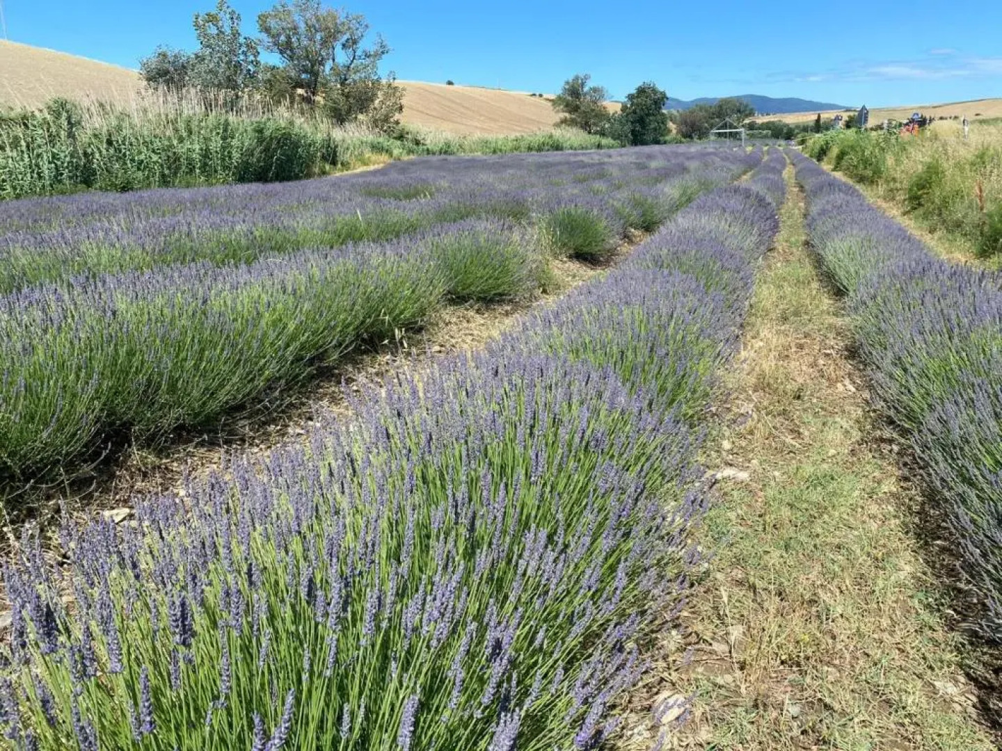 Il Poggio Della Pieve Apartments
