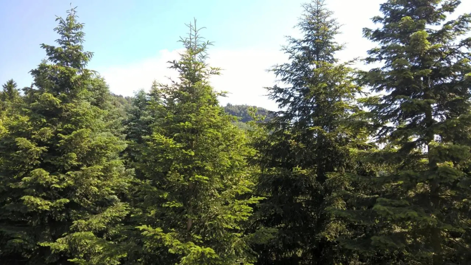 Pension&Gasthaus Zschirnsteinbaude