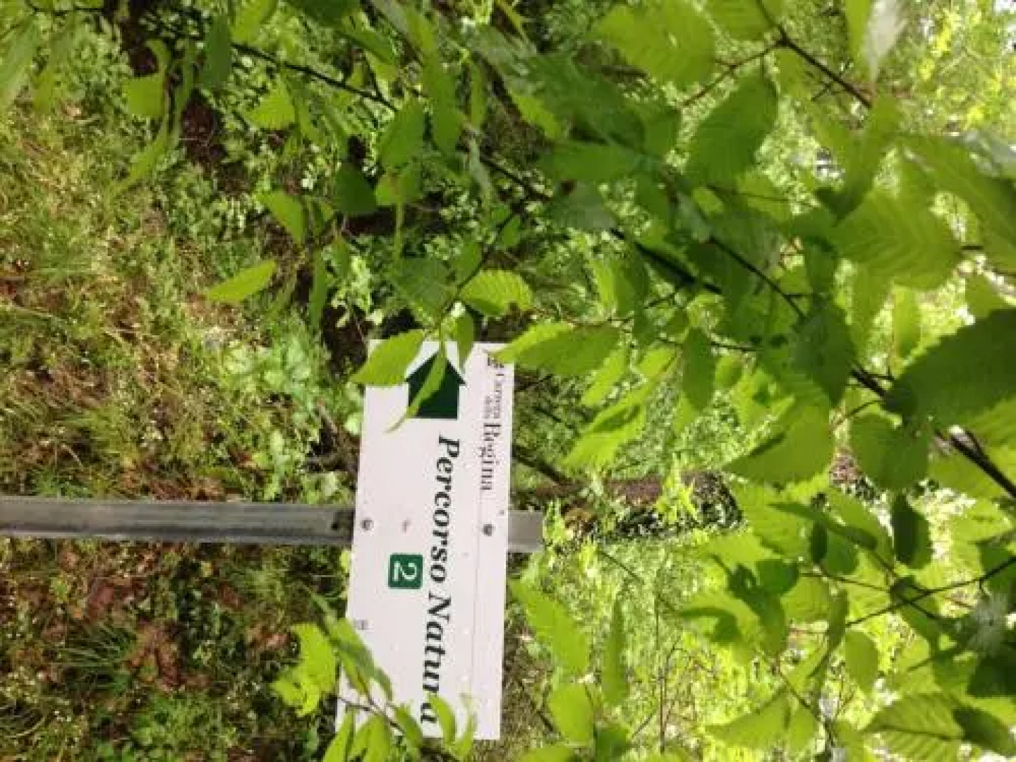 Carrera Della Regina