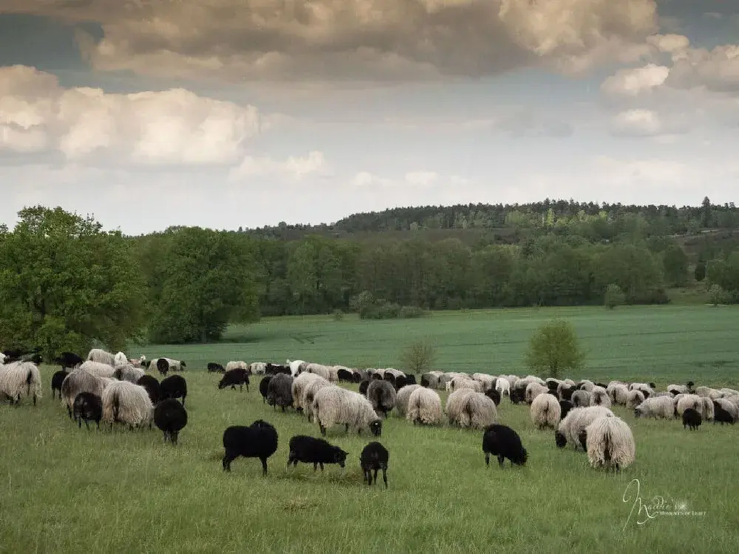 Heidetraum in der Pension Heidetraum